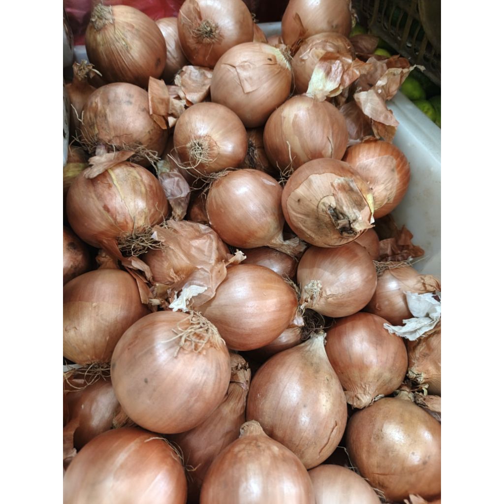 

bawang bombai super bersih 1kg