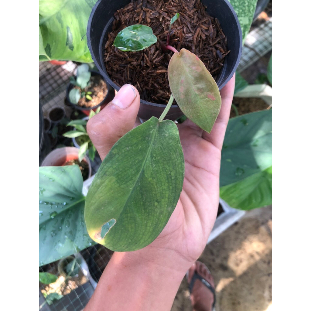 HOMALOMENA SP LANGKAT VAR PINK