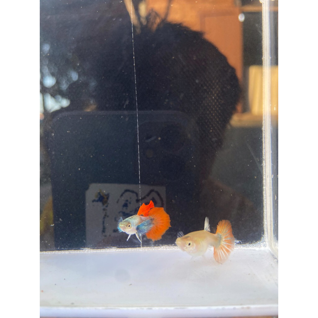 Hiasan Aquarium Ikan guppy PRTDE sepasang