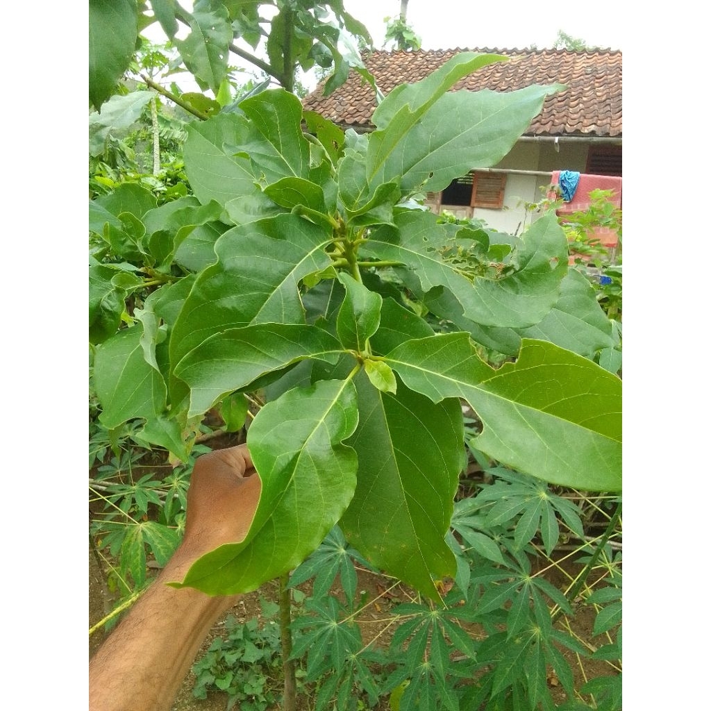 

Daun Alpukat Segar Herbal Atasi Batu Ginjal Saraf Kejepit Ampuh