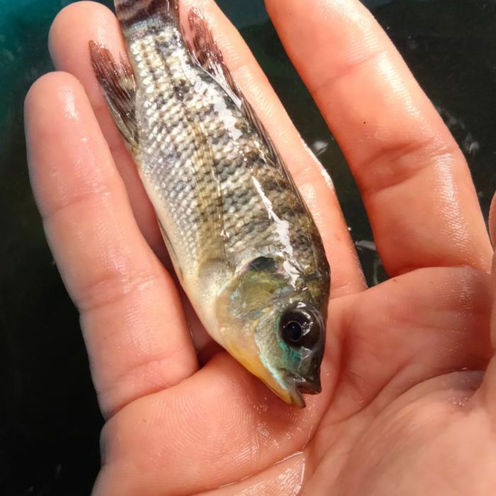 

nil 7/9 cm segar hidup bangkok/gunakan jasa kirim POS