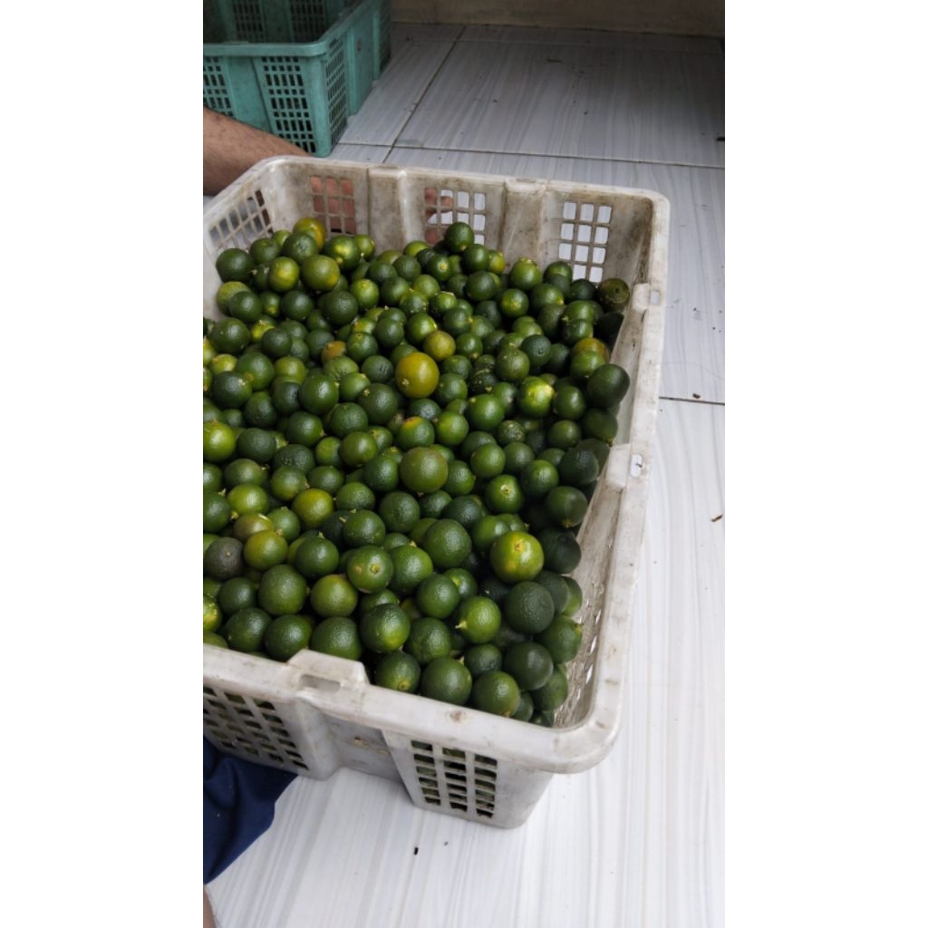 

5kg JERUK SONKIT JERUK KASTURI JERUK Lemon cui