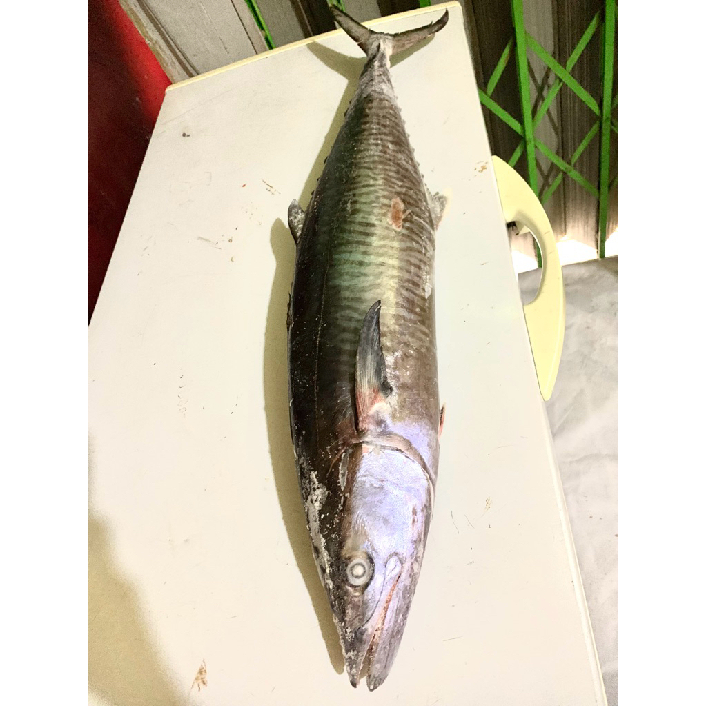 

Ikan Tenggiri Fresh/Ikan Tenggiri Super 1kg