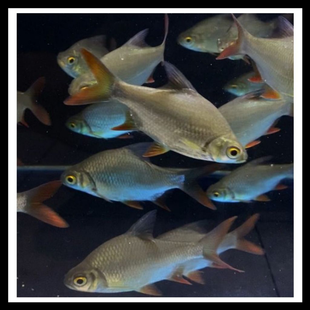 Latopia_ Kaviat Hijau Ikan Bergaransi Stok