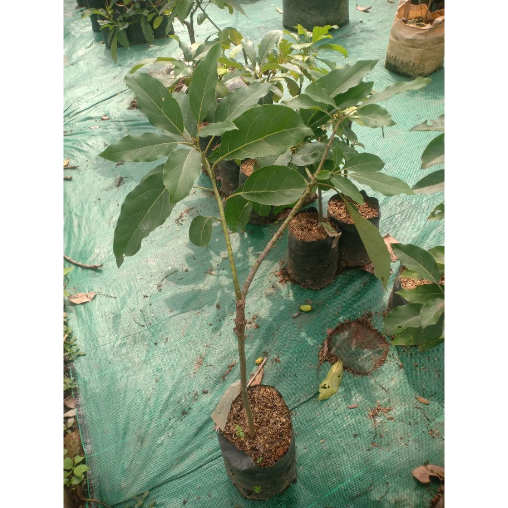 

BIBIT ALPUKAT HASS HASIL SAMBUNG PUCUK