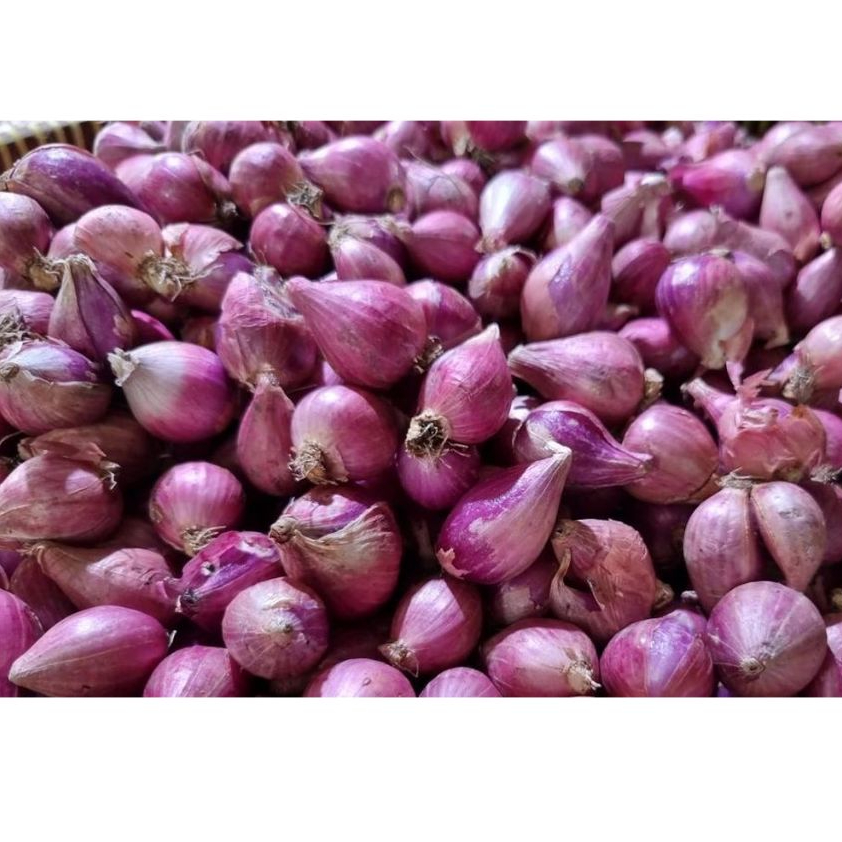 

Bawang Merah Murah 10 kg / Campur Kecil Besar / Pengiriman Kilat Surabaya