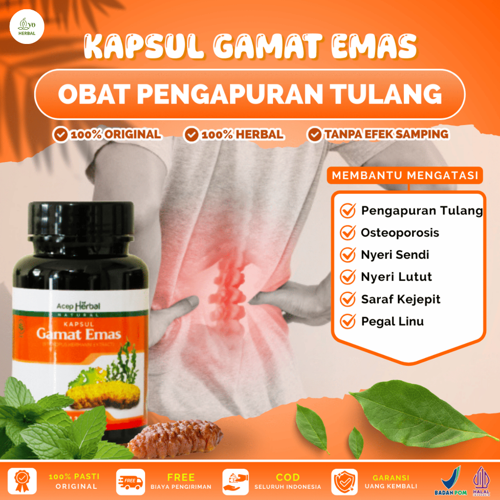 Kapsul Gamat Emas Untuk Osteopososis, Pengapuran Tulang Lutut, Nyeri Sendi, Nyeri Lutut, Pegal Linu,