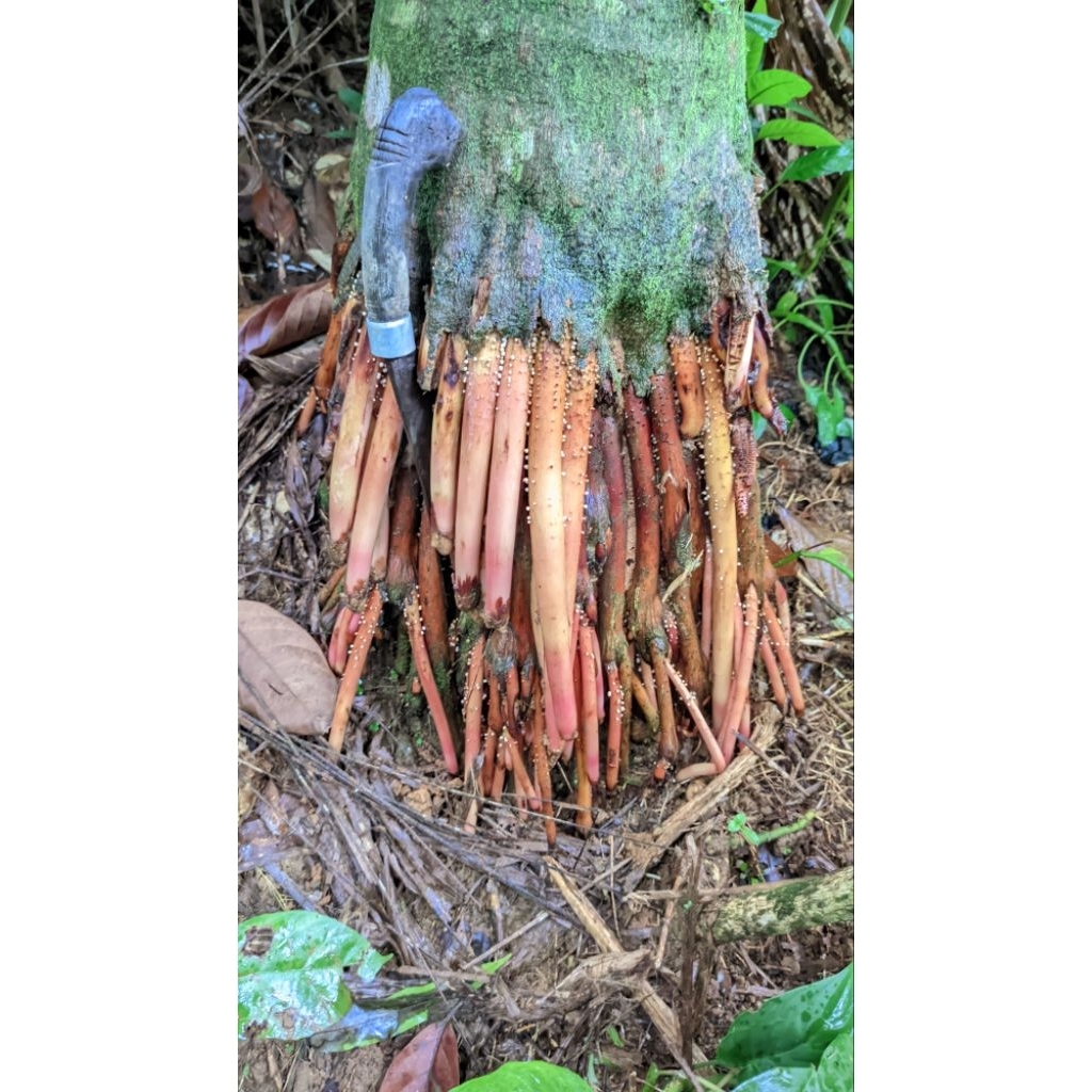 

akar pinang asli original 500g pilihan akar segar