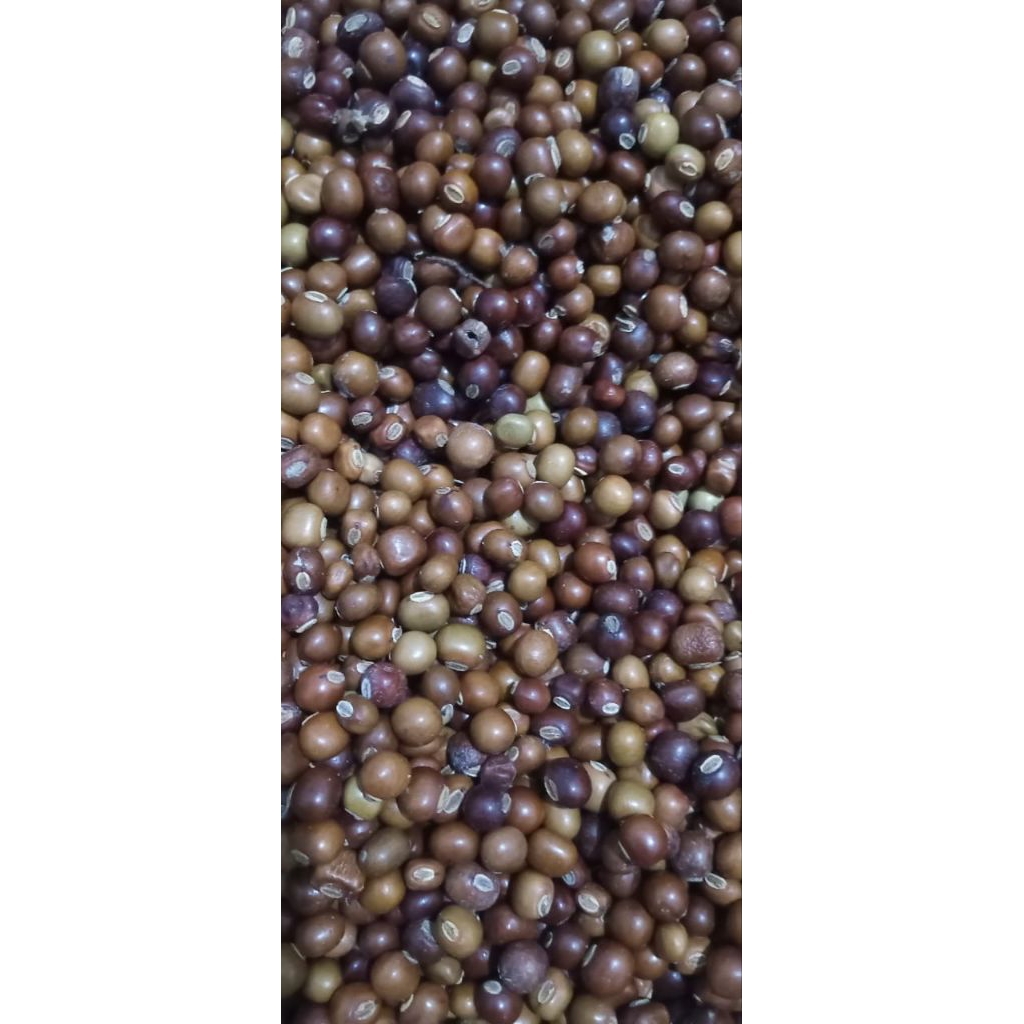 

Biji Kecipir 1 Kg – Bahan Konsumsi & Herbal Alami | Kaya Protein Nabati & Antioksidan