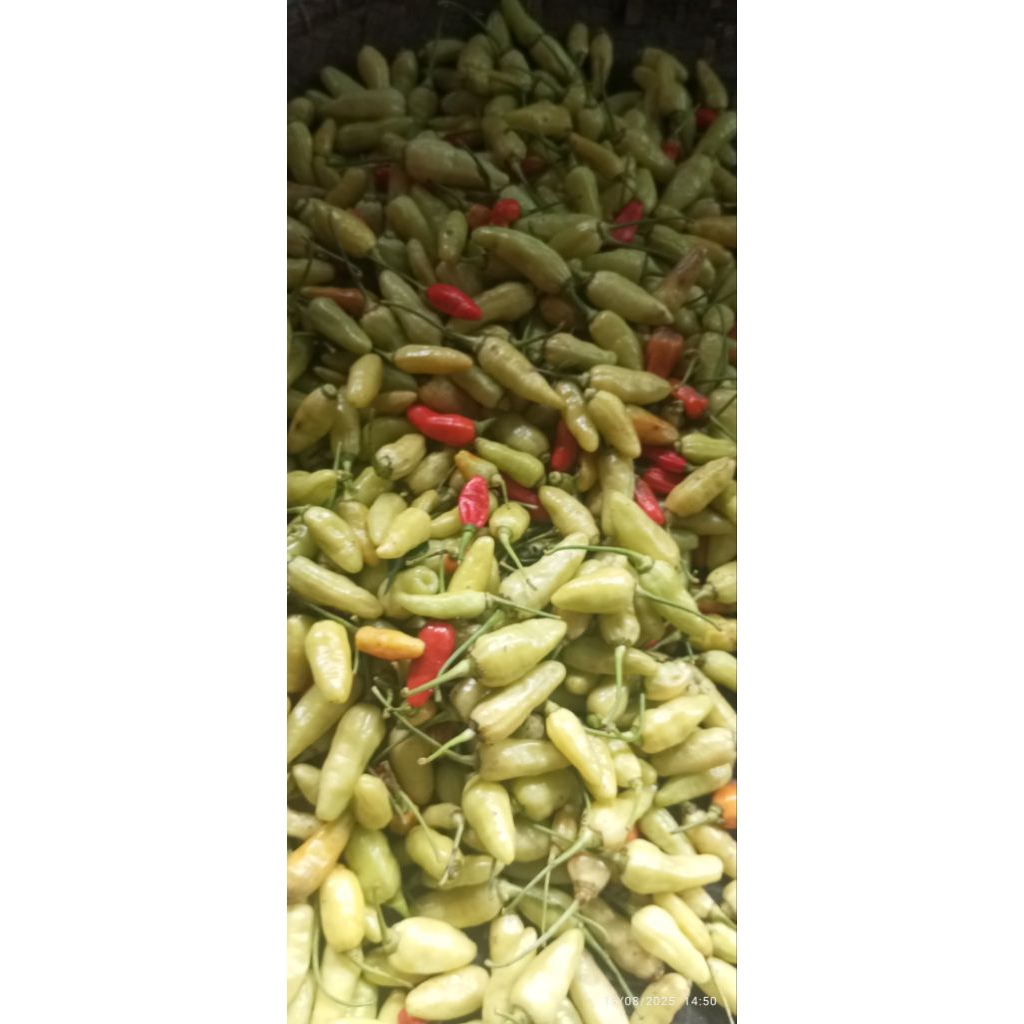 

CABE ORI CABE DOMBA SEGAR METIK LANGSUNG