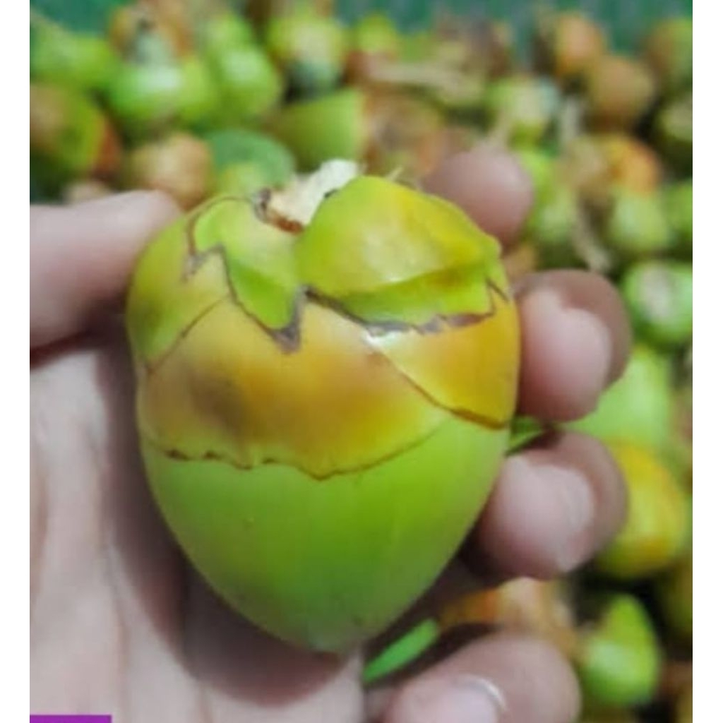 

beluluk kelapa / bluluk kelapa per 10 biji