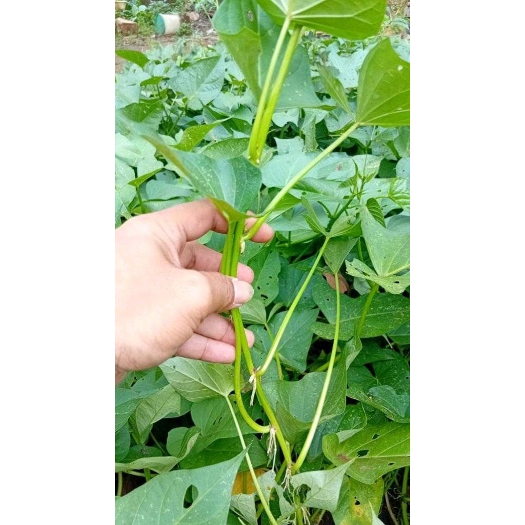 

500grm daun boled segar freshh dadakan