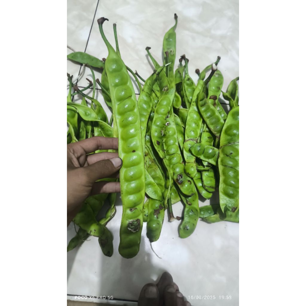 

PETE/PETAI BS anti ulat jaminan tua