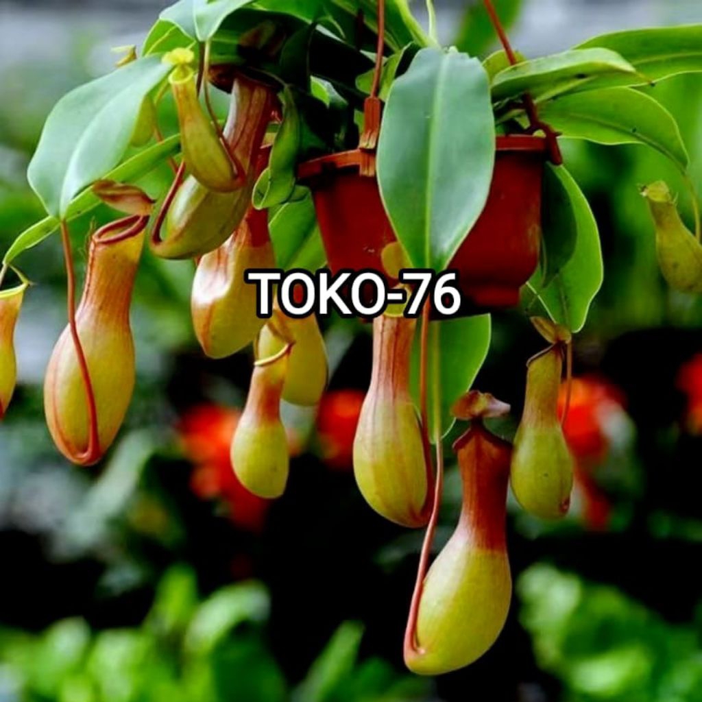 TANAMAN HIAS KANTONG SEMAR /  TANAMAN KARNIVORA