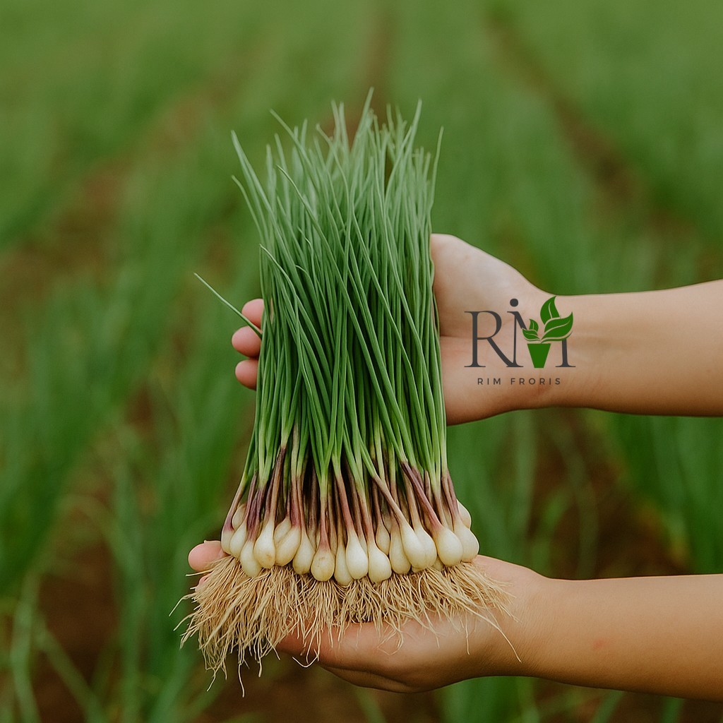 

Bawang Kucai Lokio Segar | Sayur Kucai Lokio Bawang Putih | Bawang Batak 1 kg | 500 gram