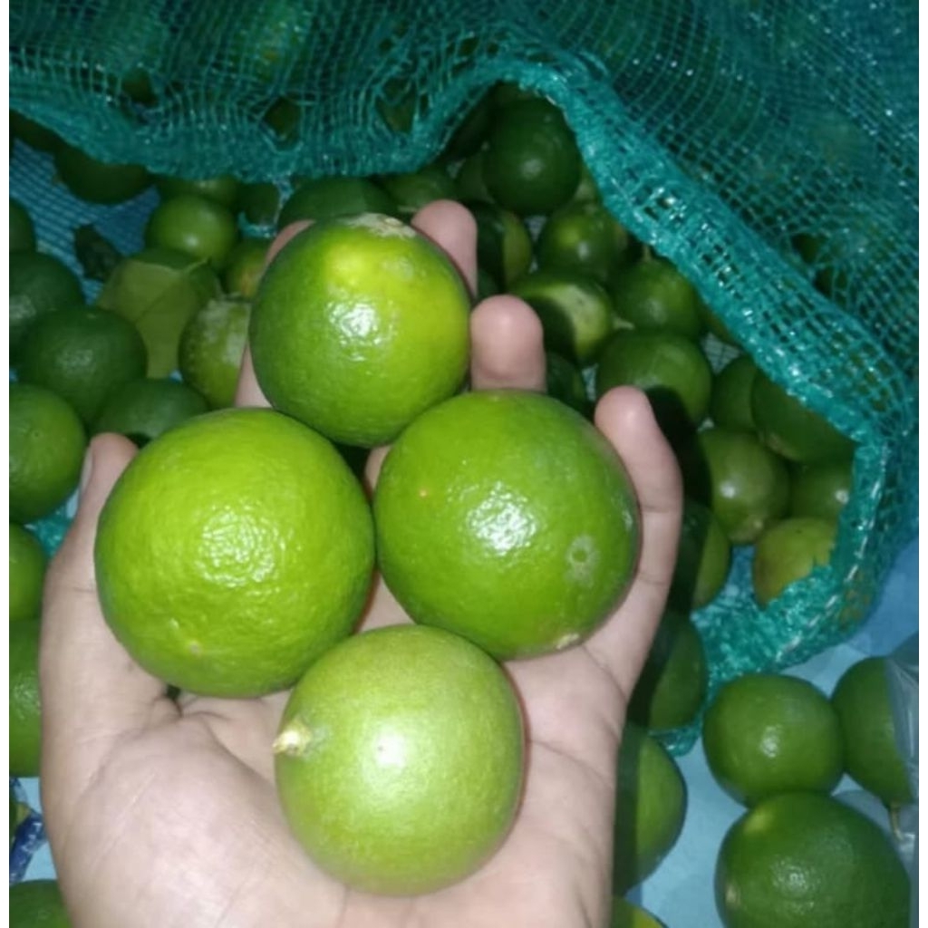 JERUK NIPIS FRESH 1KG / JERUK NIPIS