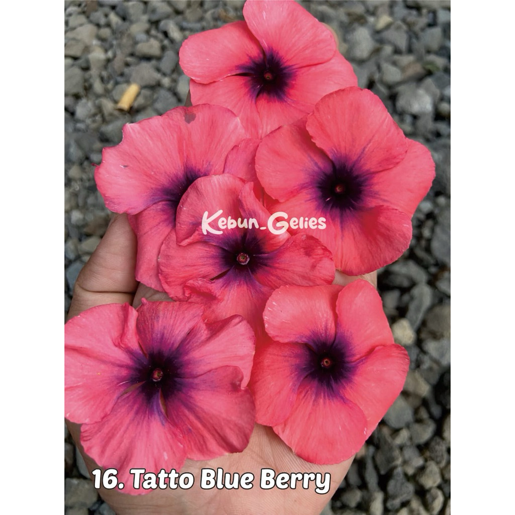 BENIH VINCA ID TATTO BLUBERRY