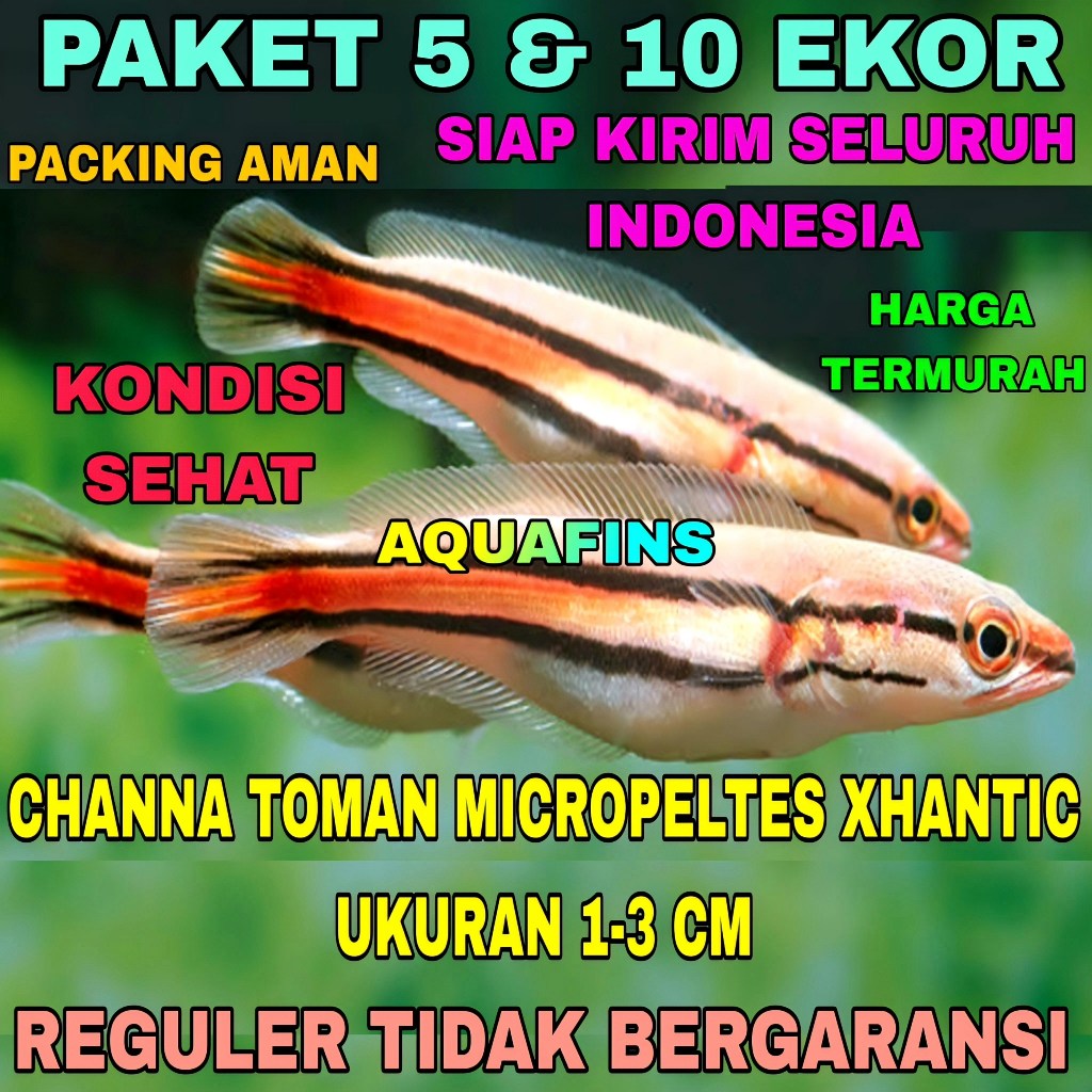 HIASAN PAKET SNAKEHEAD CHANNA GABUS TOMAN MICROPELTES XHANTIC UKURAN 1-3 CM