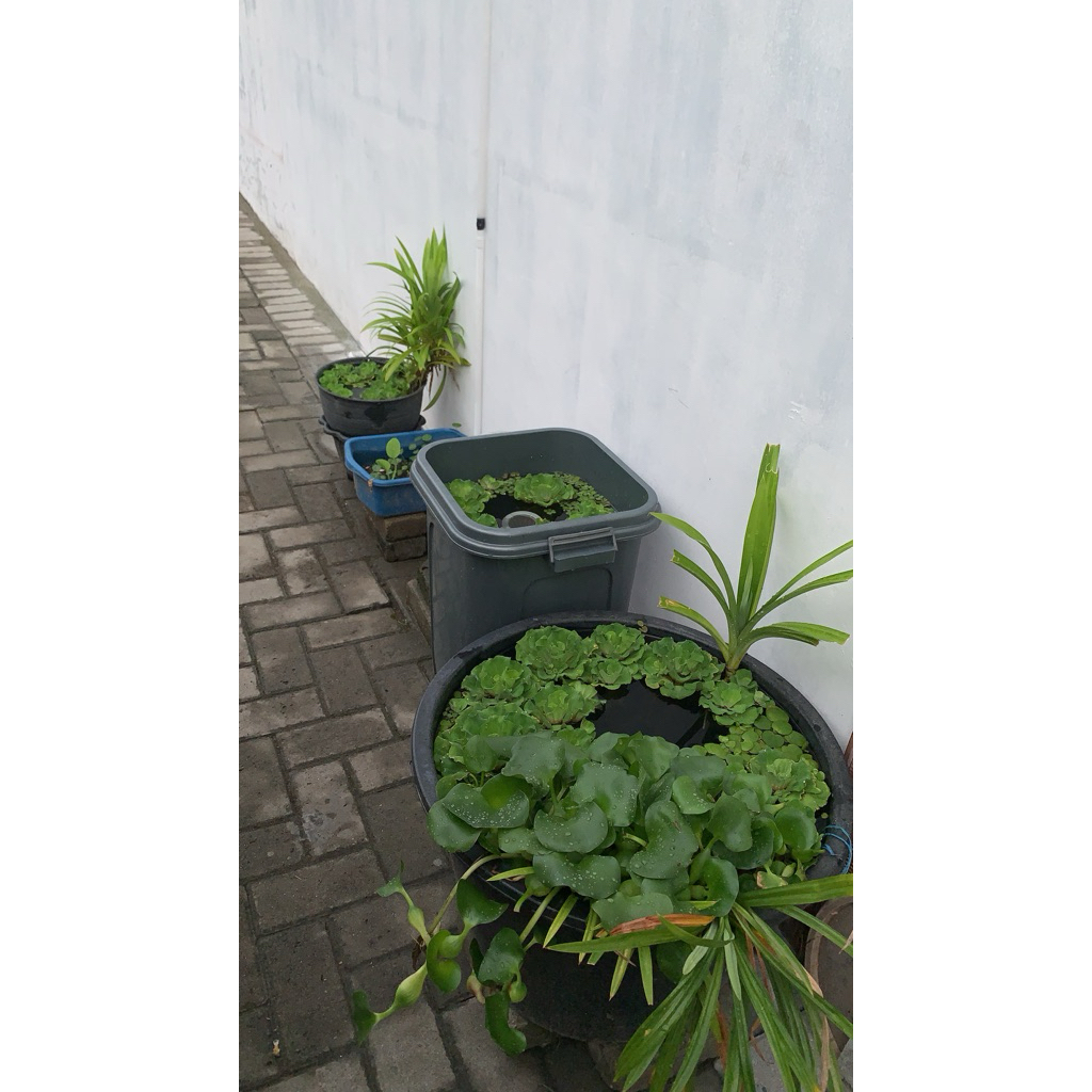 

kiambang 10 kuntum besar