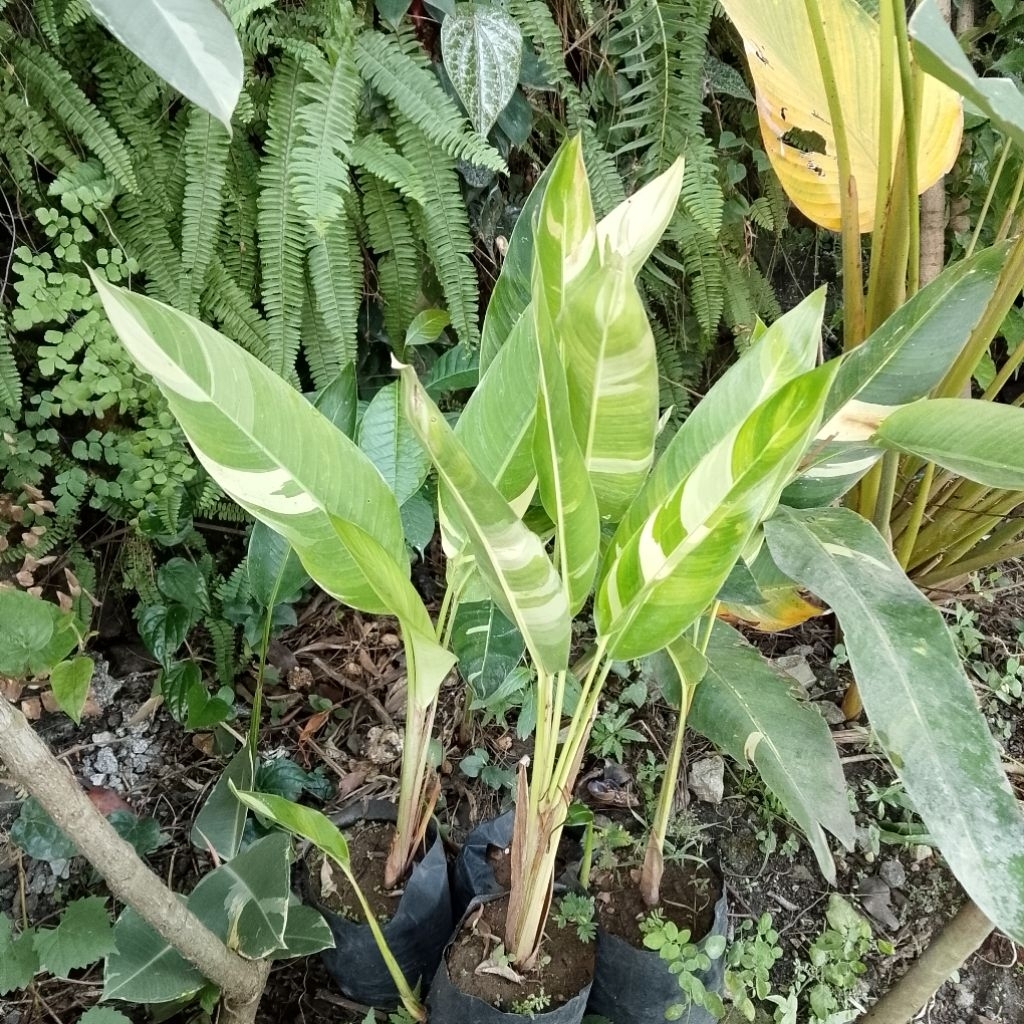 Tanaman hias pisang-pisangan heliconia variegata tinggi 50 cm