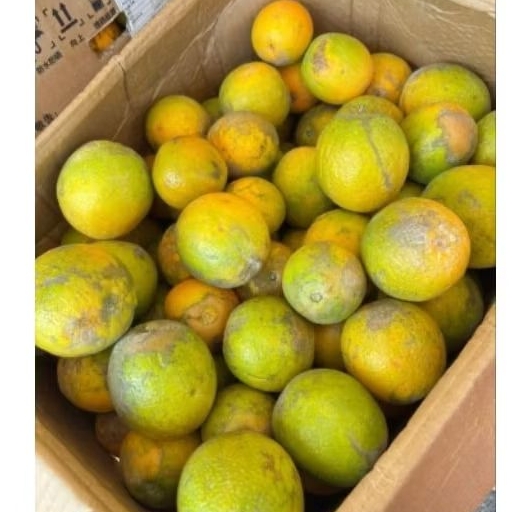 

jeruk baby 1kg, 18.000 ajaaa