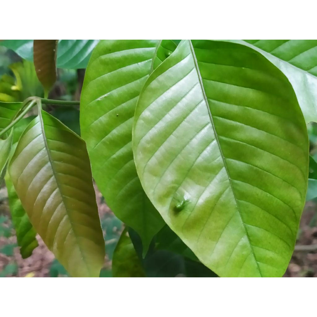 

daun kecapi(100 lembar)