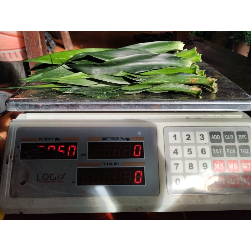 

Daun Suji Segar/Pewarna Hijau Alami Makanan 50gram