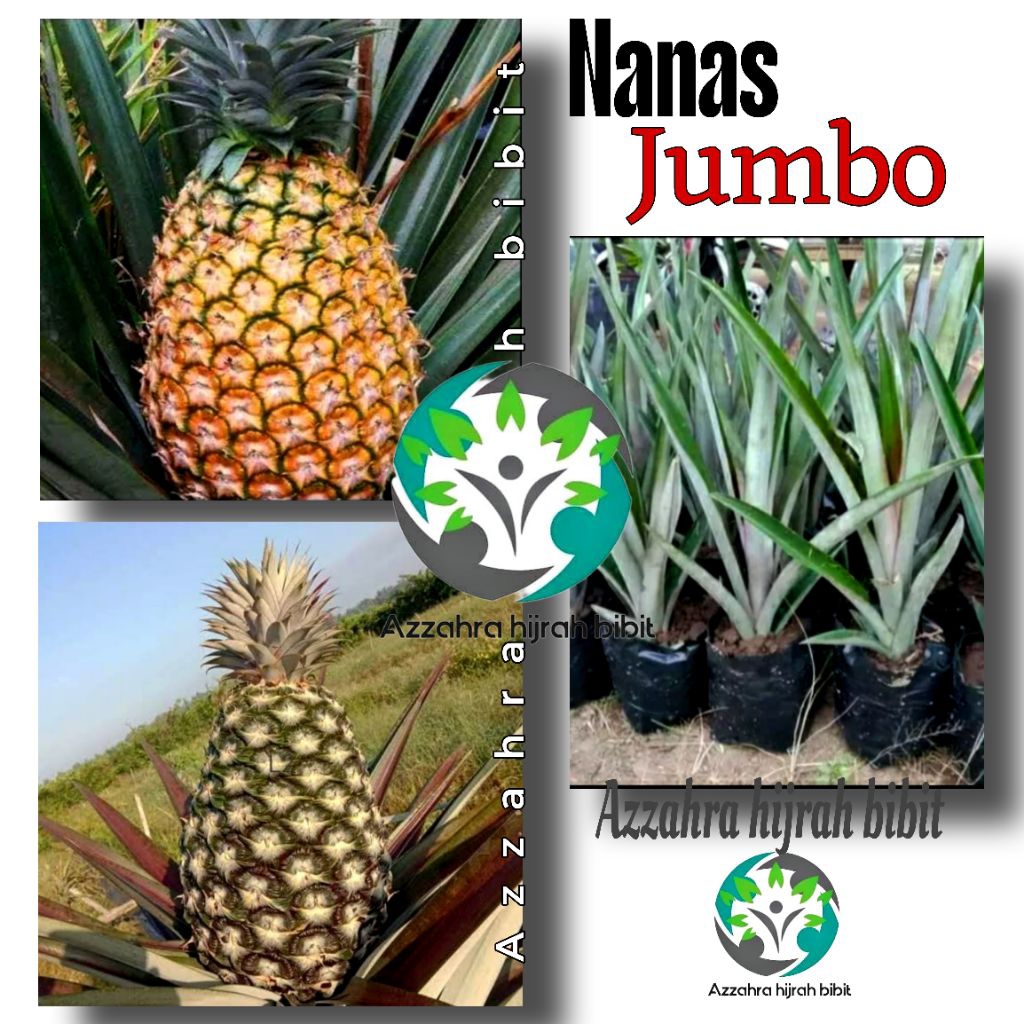BIBIT TANAMAN NANAS MADU JUMBO/BIBIT NANAS JUMBO/BIBIT TANAMAN BUAH NANAS MADU