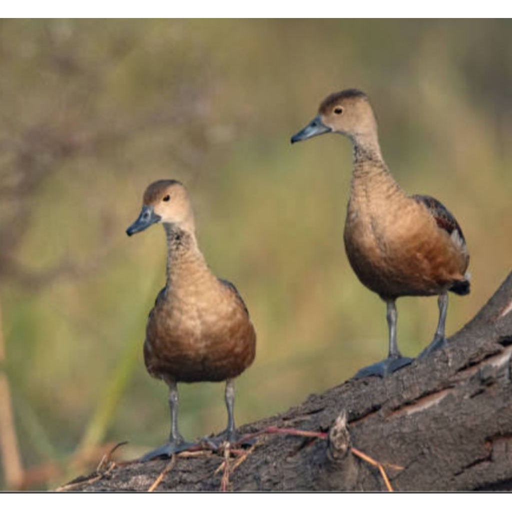 

belibis/meliwis mentawai
