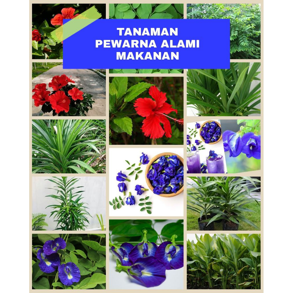 TANAMAN PEWARNA ALAMI BUAT MAKANAN