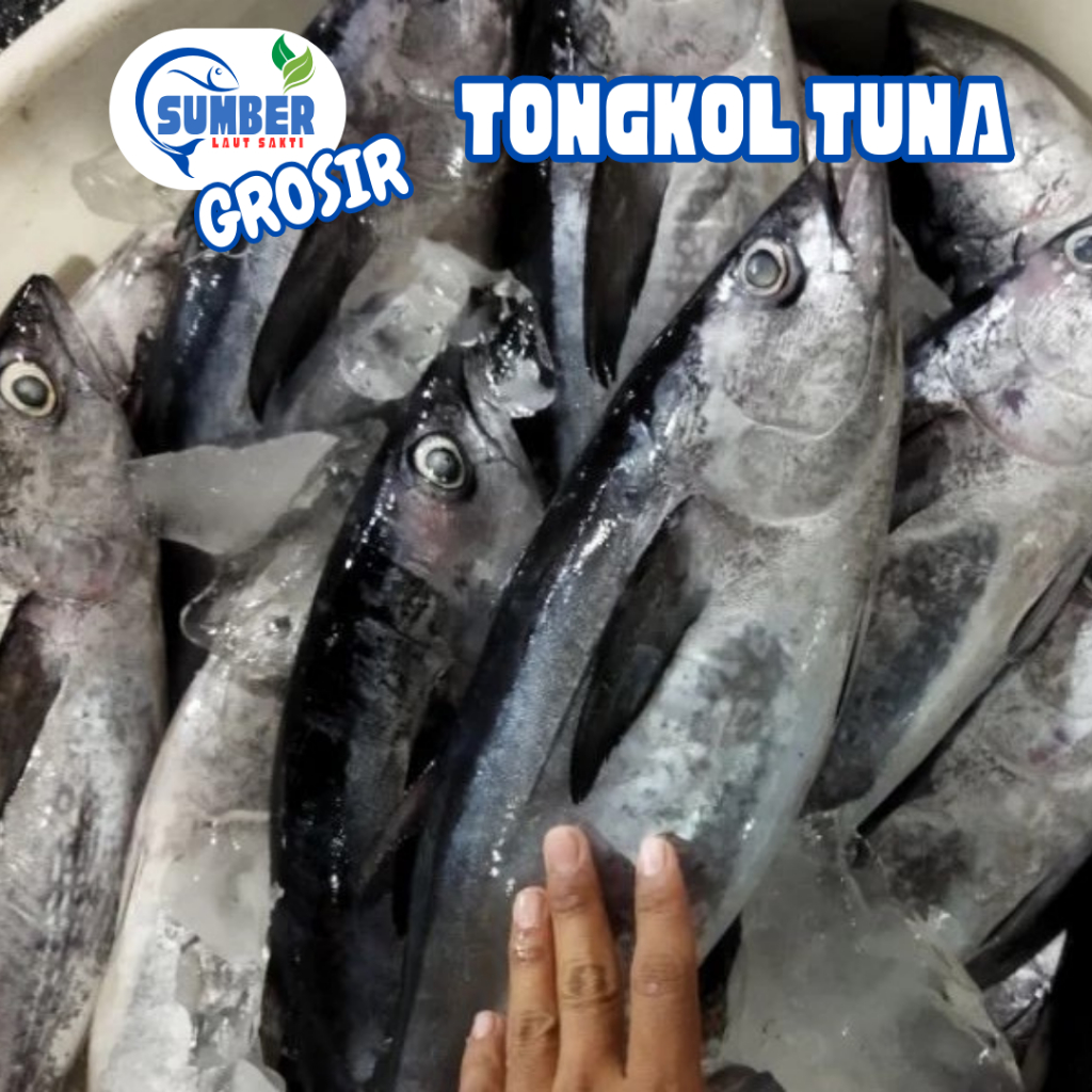 

IKAN TONGKOL TUNA SEGAR 1KG - GROSIR