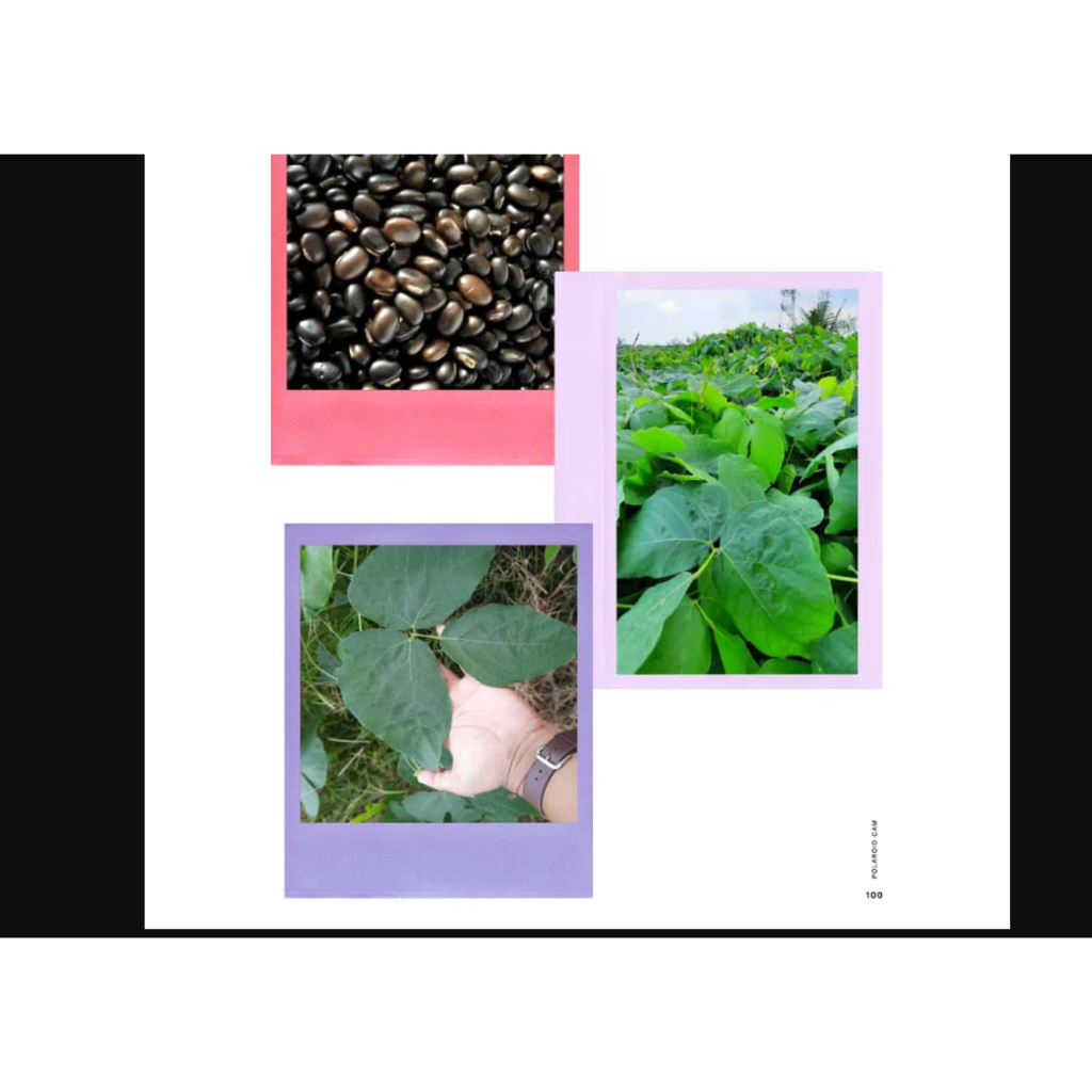 RBP Benih Mucuna bracteata