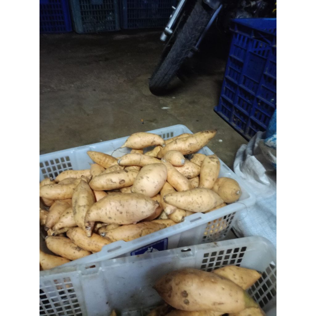 

ubi Cilembu,,Oren,,ungu