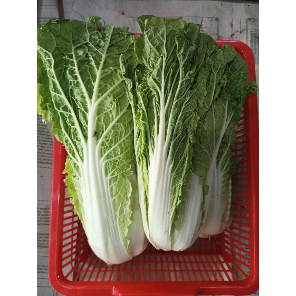 

pecai/capcai Hijau Segar