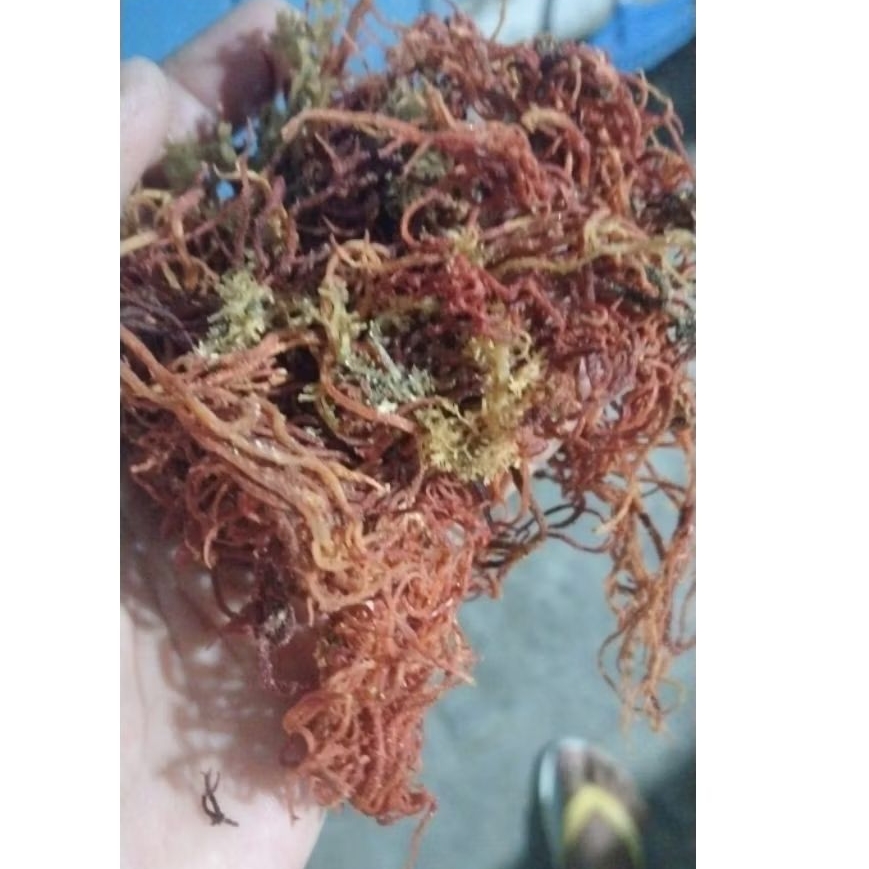 

Kano Rumput Laut Glacilaria kering 1kg cocok untuk segala jenis pengobatan herbal dan lalapan