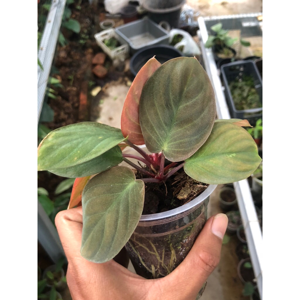 HOMALOMENA BLACK RED