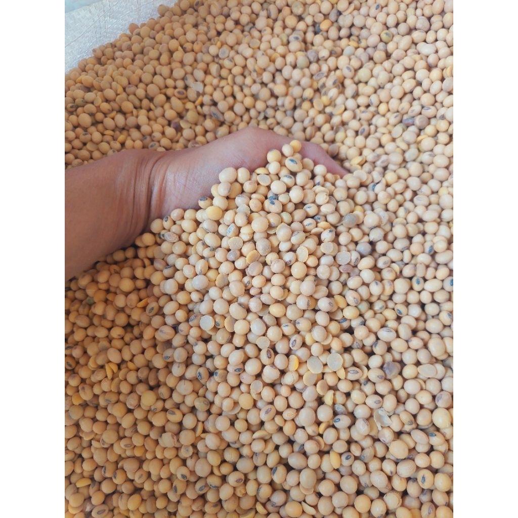 

kedalai import USA 1kg original kualitas terbaik