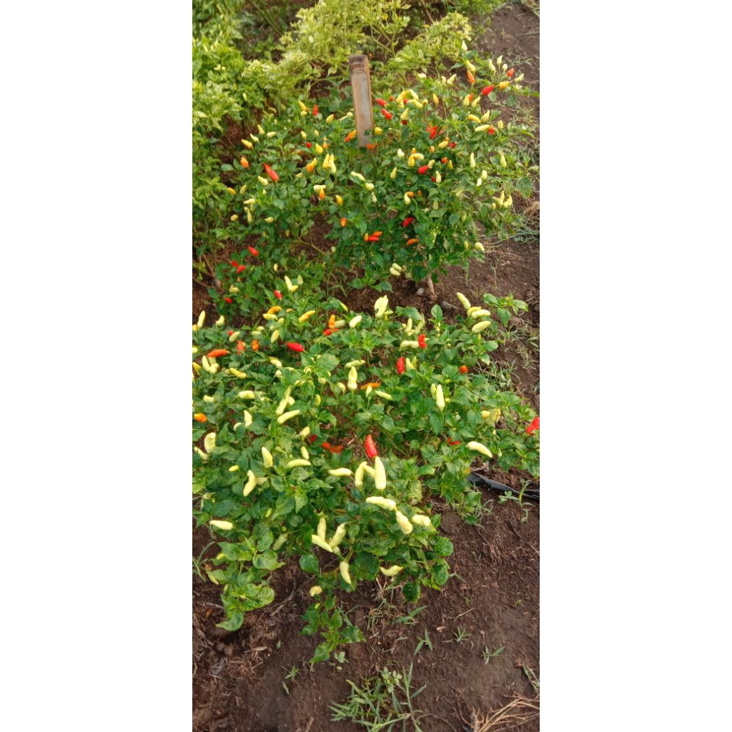 

cabai rawit merah segar