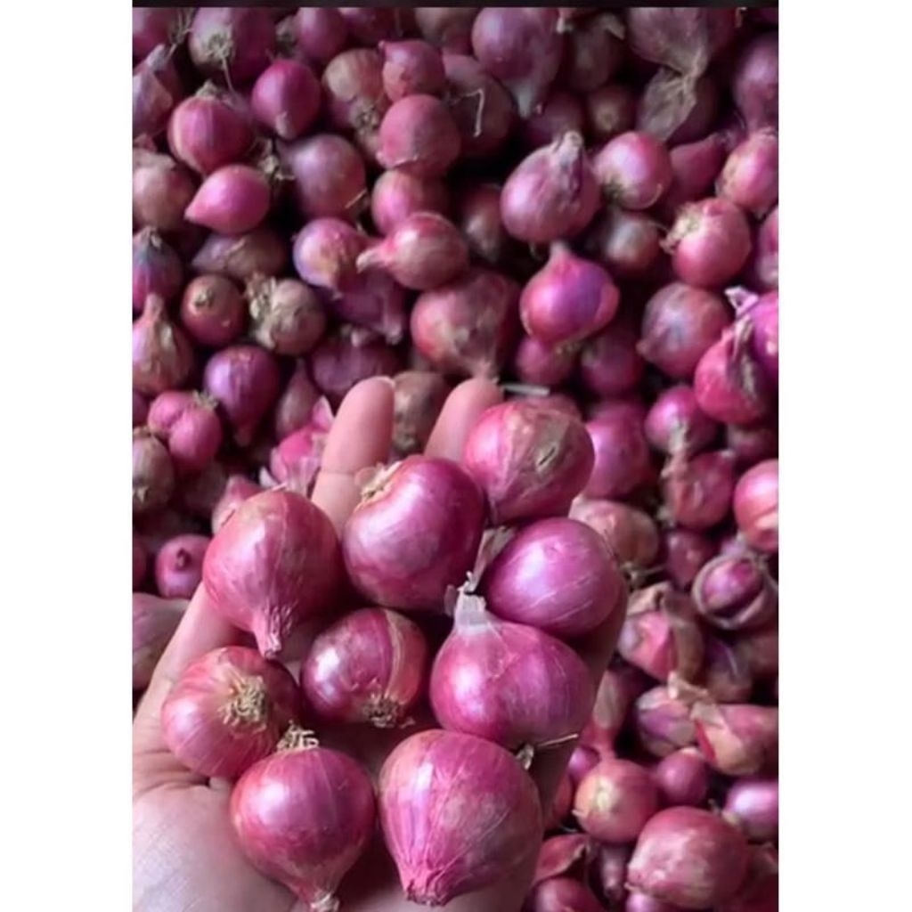

BAWANG MERAH 1 KG BERKUALITAS