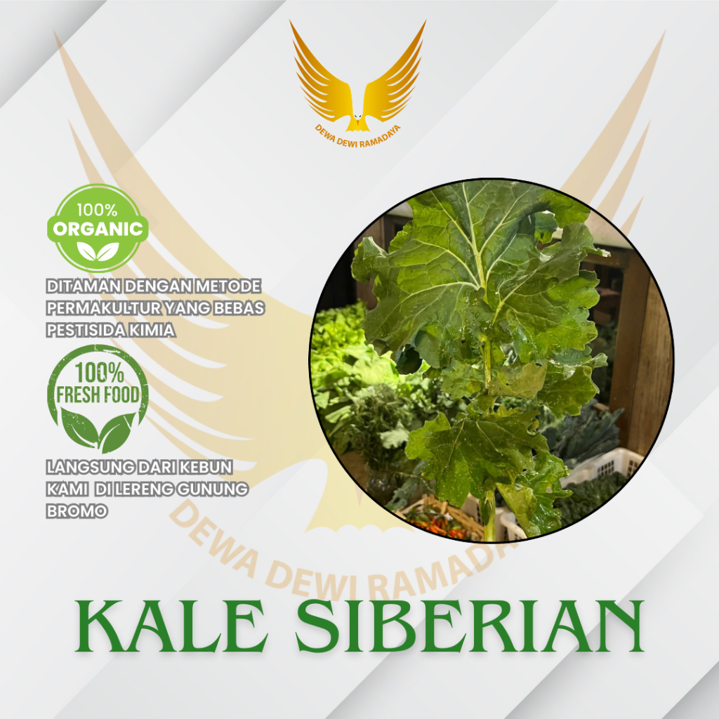 

Kale Siberian Dewa Dewi Rama Daya