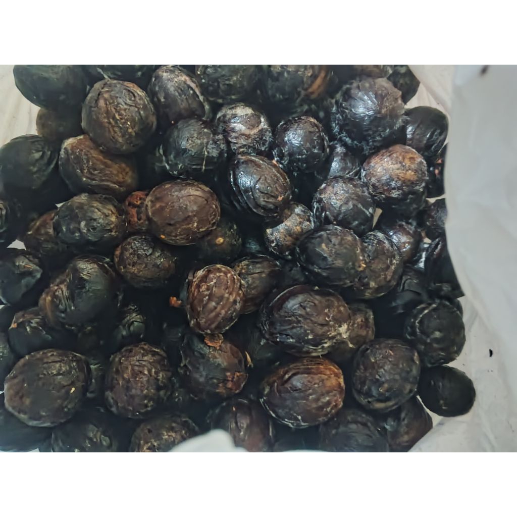 biji pala benih pala tua berkualitas 1 pcs