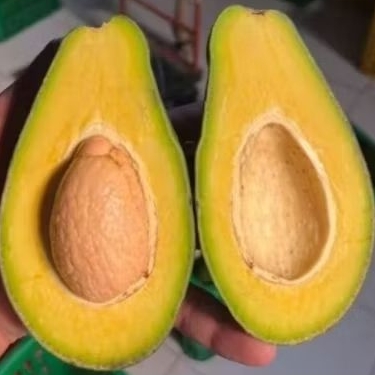 

Alpukat mentega 1 kg fresh isi 3 dan 4 buah