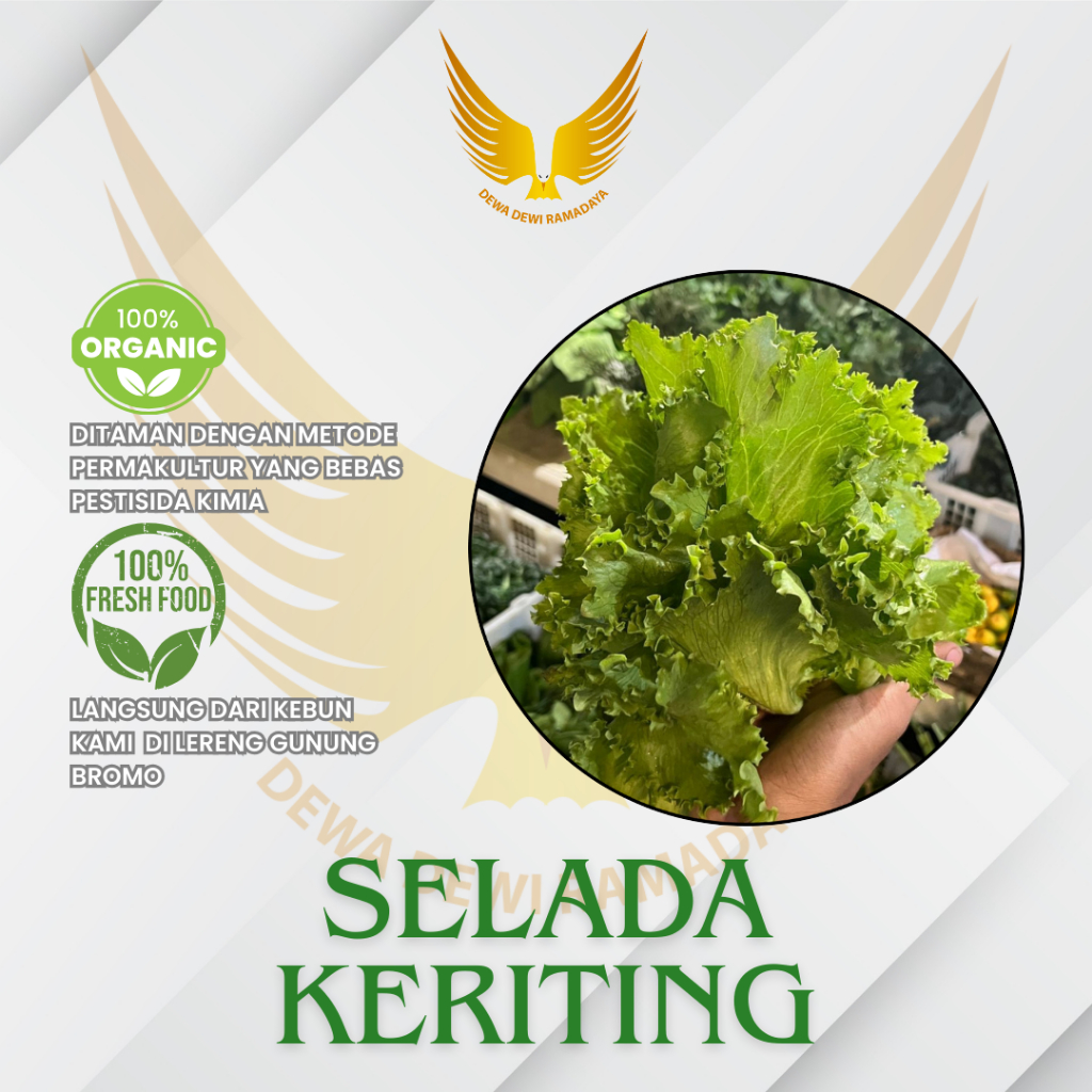 

Selada Hijau Keriting Dewa Dewi Rama Daya