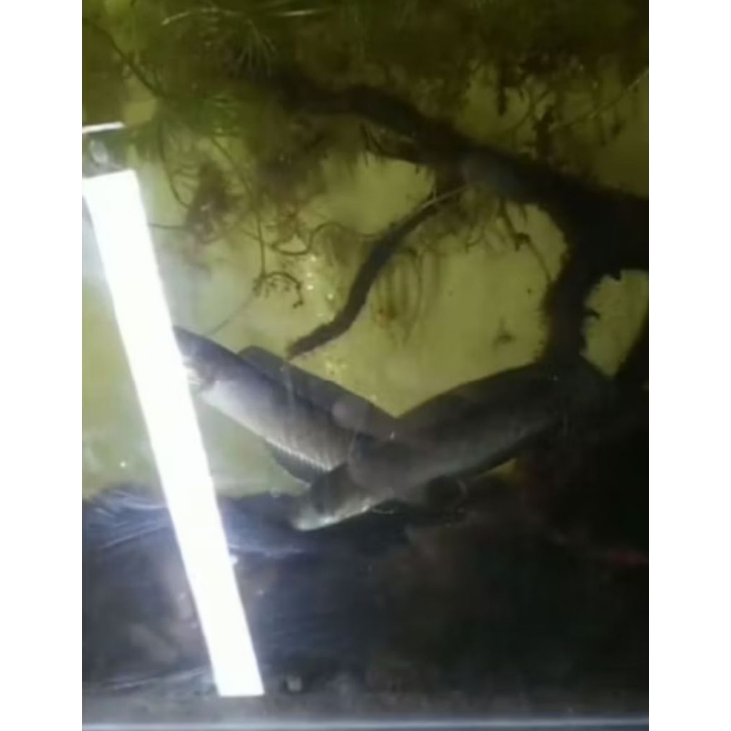 ikan chana bp (blue plucra) x (orna lips)  size 4-5cm