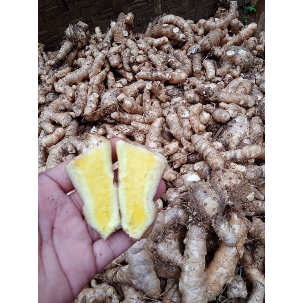 

TEMU MANGGA SEGAR,FRES,BERSIH SIAP PAKAI /1 KG