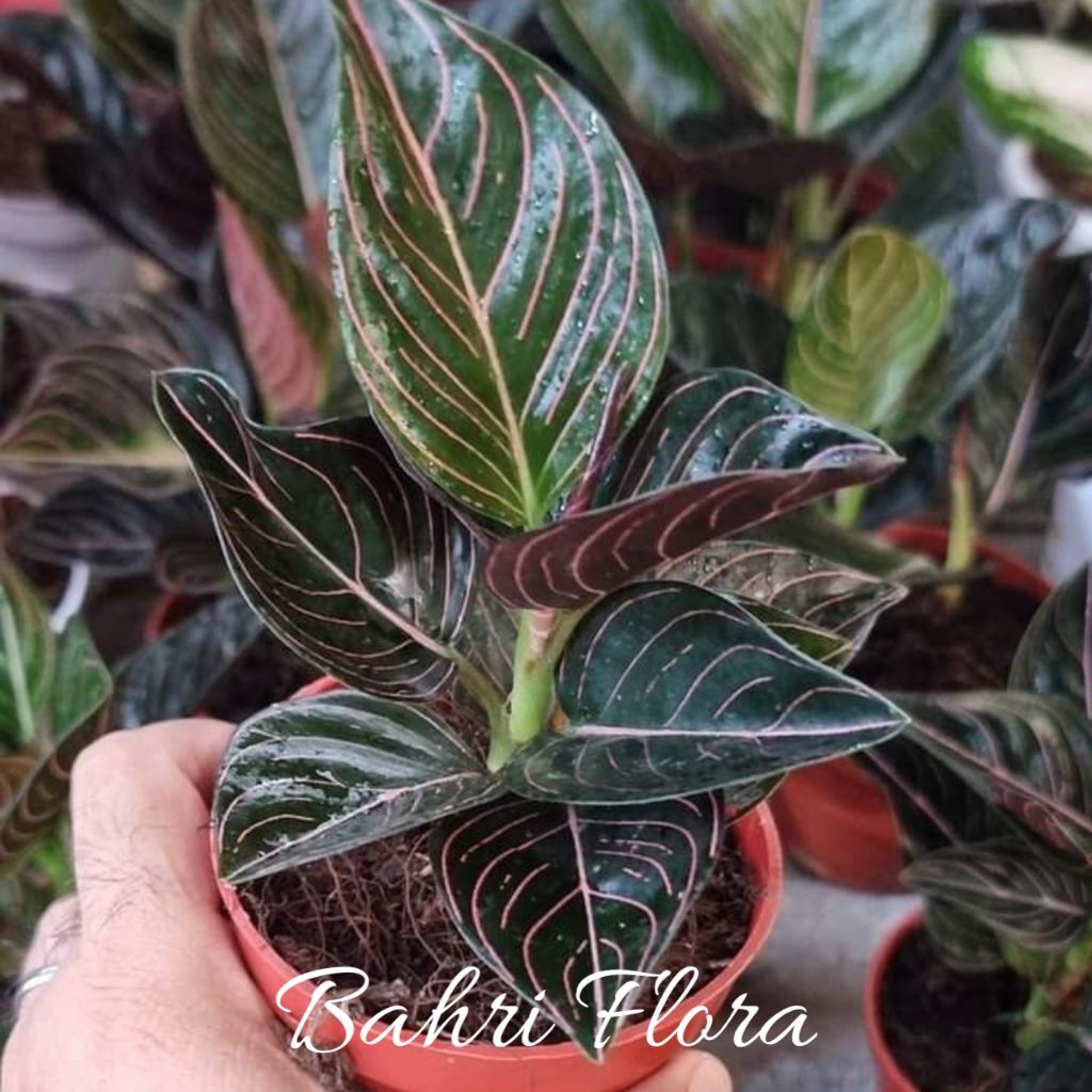 Aglonema Rotundum Aceh Dewasa