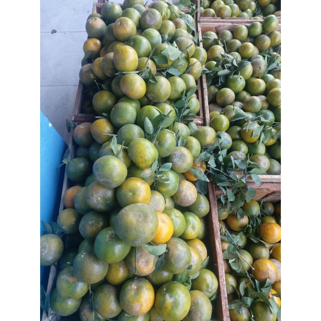 

jeruk siem madu malang