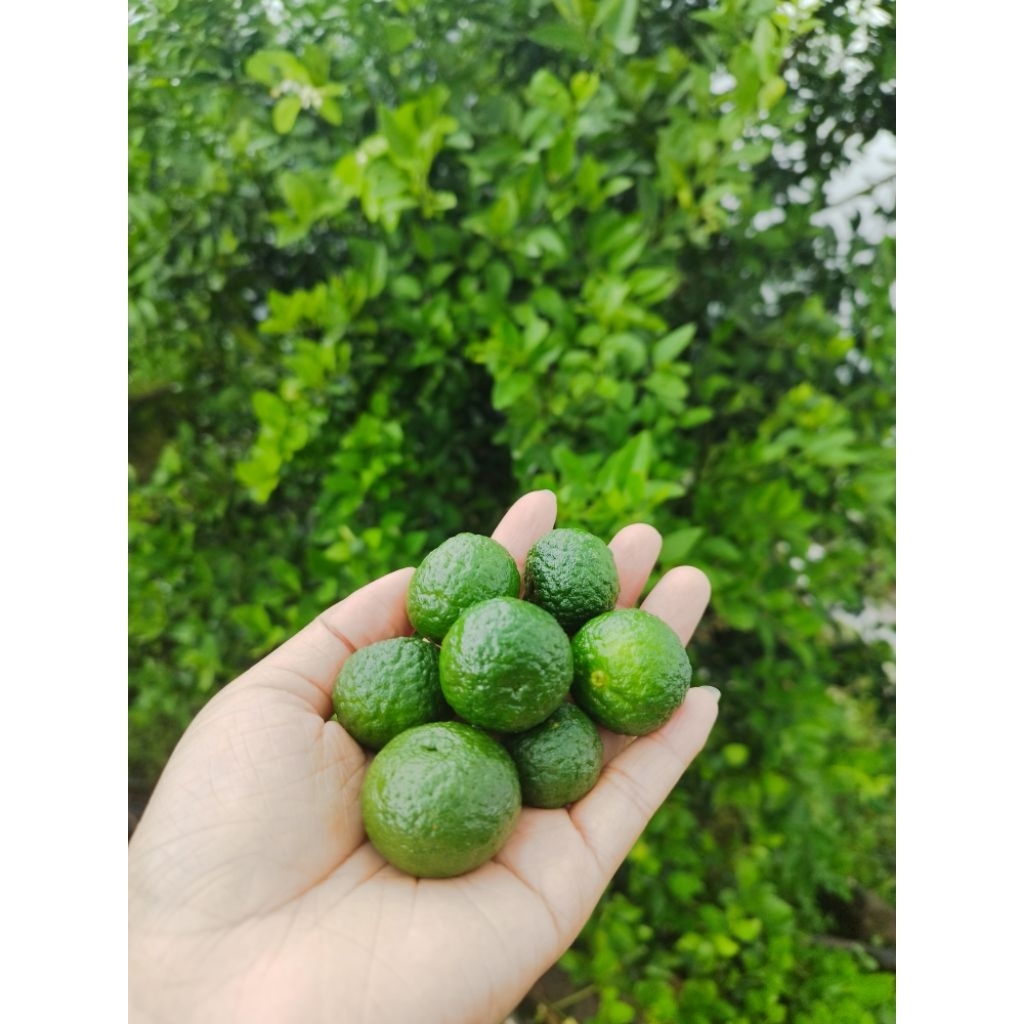 

CSQ JERUK LIMAU | BAKSO ACI | SAMBEL | LIMO | JERUK BAKSO IKAN | JERUK SEBLAK SOTO TERMURAH 250 gram FRESH DIPETIK