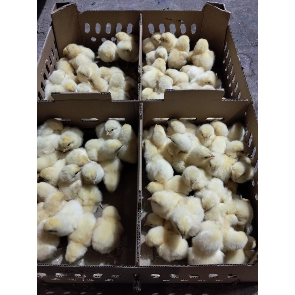 ayam jantan - ayam negeri - ayam potong negeri jantan - bibit ayam jantan doc jantan