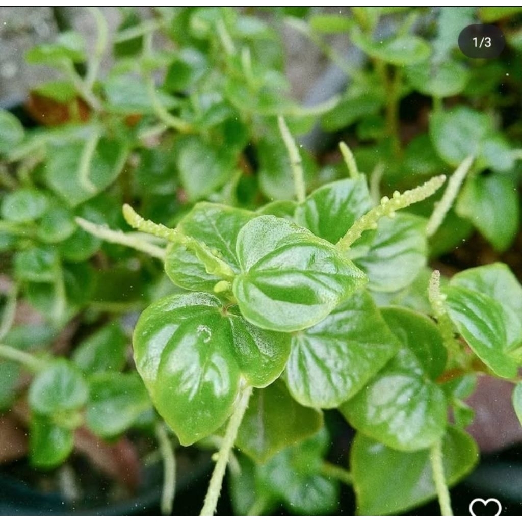 

Daun sirih cina segar / sirih cina segar 500 gr